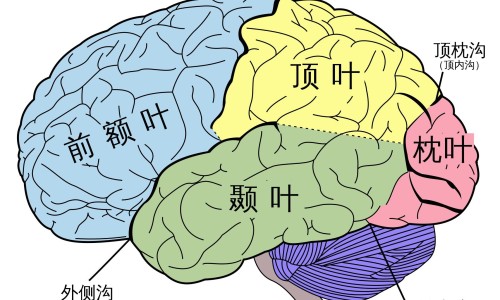 脑梗病人食谱及做法